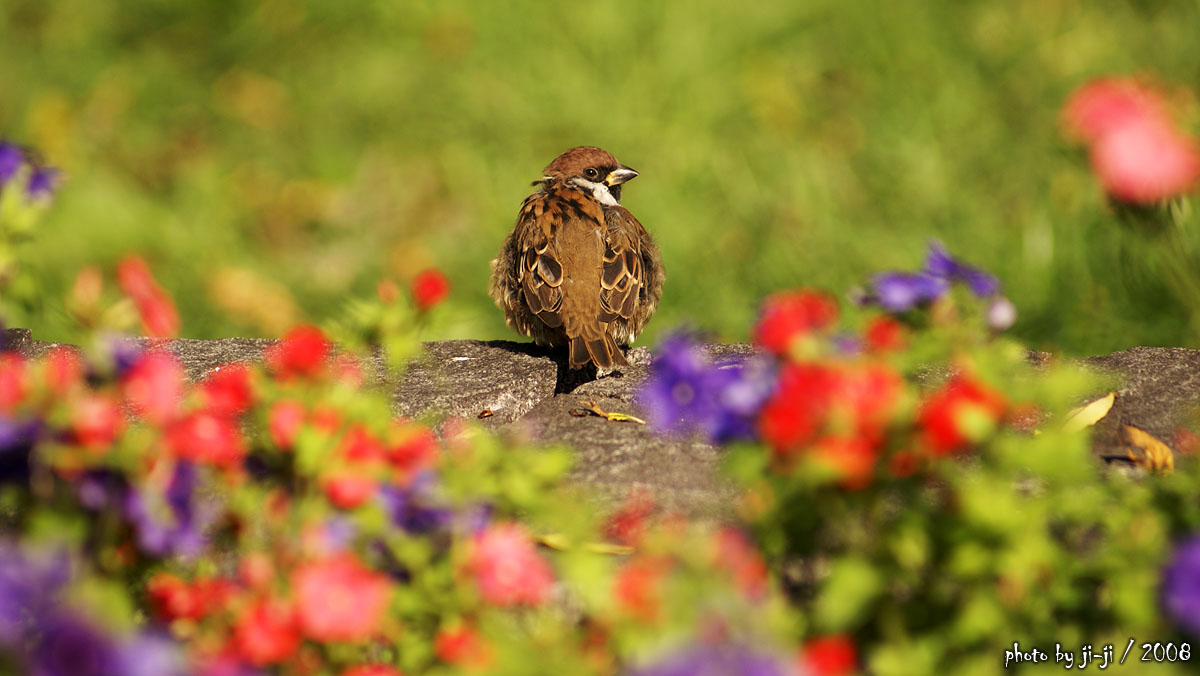 birdy