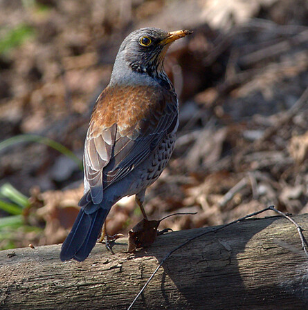 Дрозд-рябинник