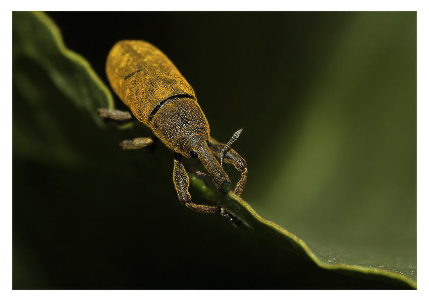 Долгоносик-фрачник Lixus sp