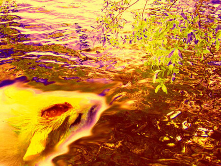 Плавающий крыс