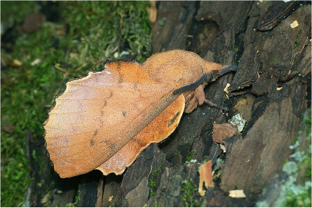 Коконопряд дуболистный