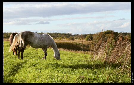 Жеребая кобыла