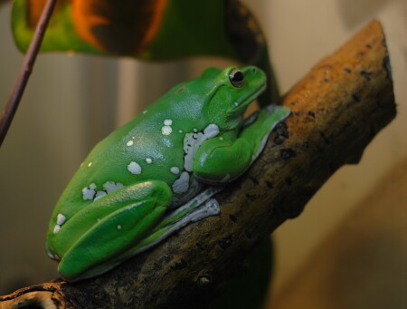 Как игрушка из детства...