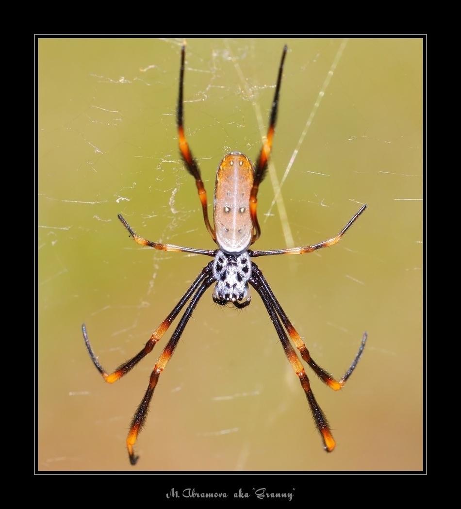 Nephila edulis.