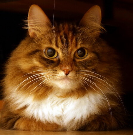 Взгляд из-под дивана