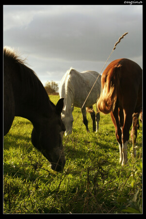 Солнце в гриве