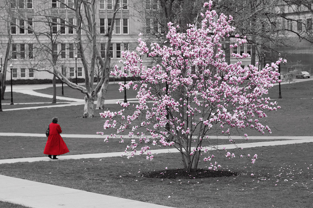 Red Coat and a tree