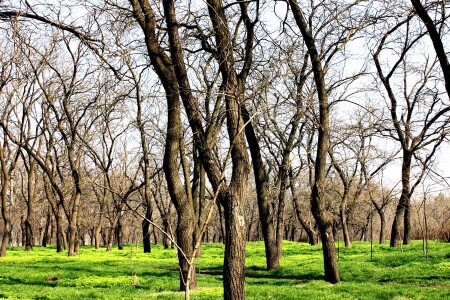 Весенняя графика