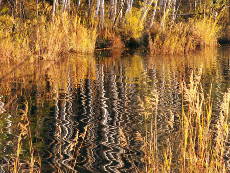 Желтый день в осеннем зазеркалье