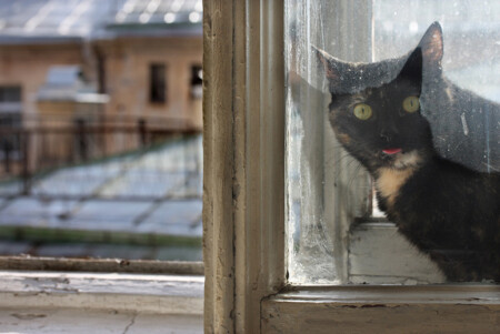 Кошачье утро.