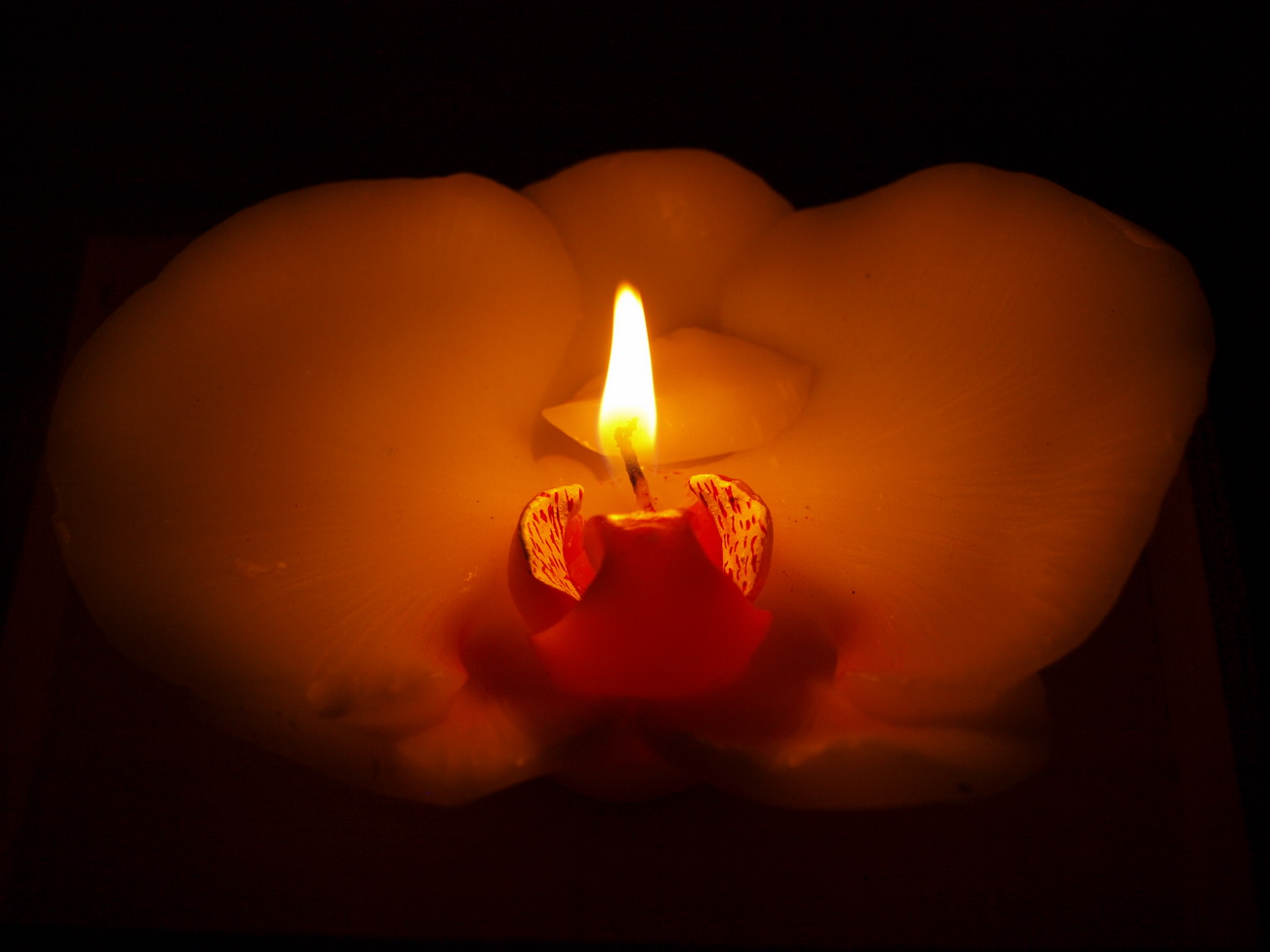 Candle-Orchid