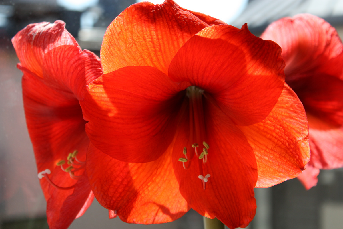 Amaryllis