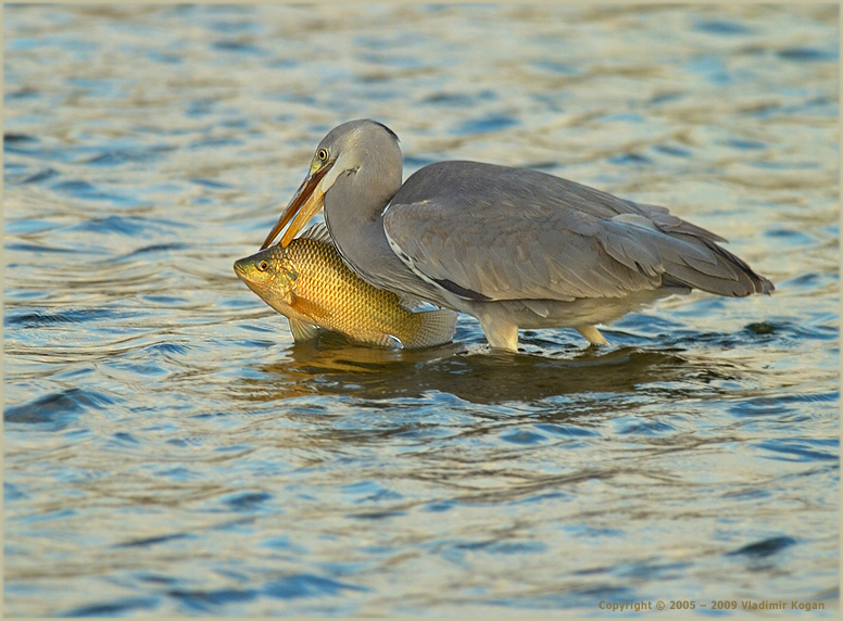 Grey Heron: Ловись рыбка маленькая и ... золотая