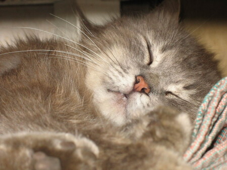 Тсссс! Мы спим...