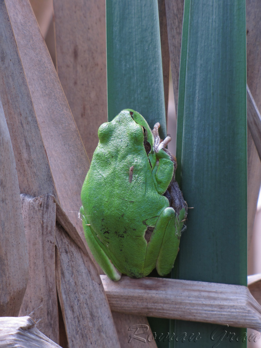 Квакша обыкновенная (Hyla arborea)