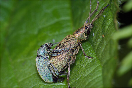 Долгоносик 