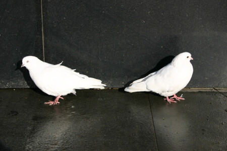 Пост сдал. пост принял