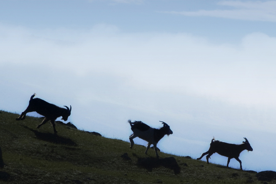 Rhythms of Mongolia#2 