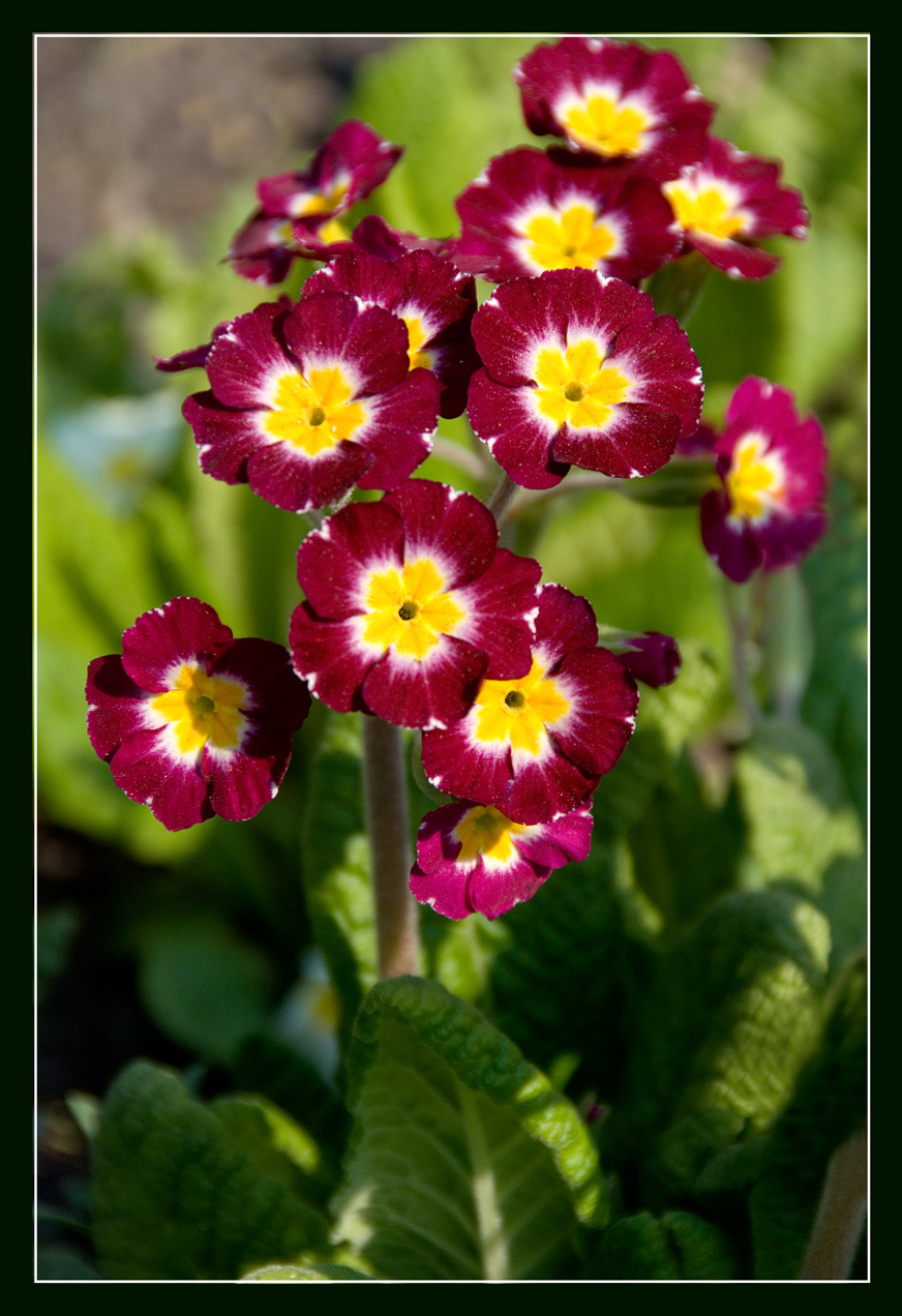 Primula