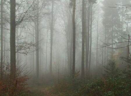 Ёжик спрятался...