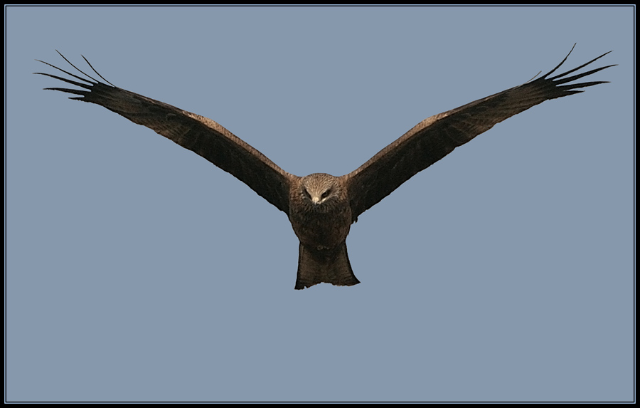 Milvus migrans - Black Kite 