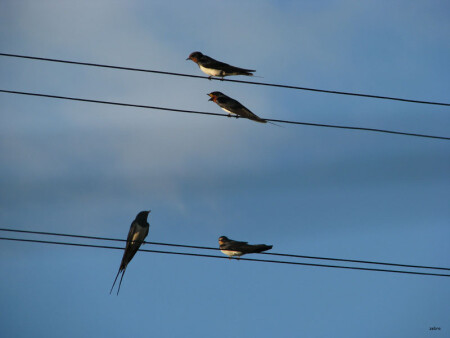 &amp;quot;Ласточка с весною в сени к нам летит...&amp;quot;