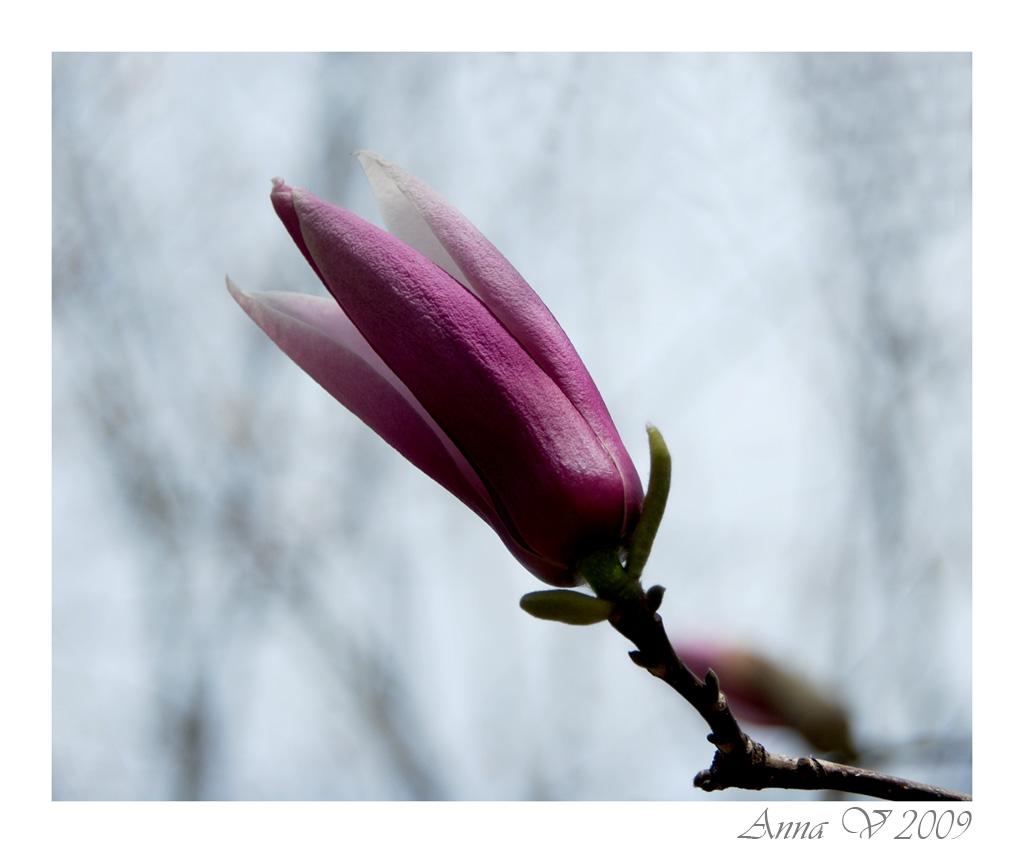 Magnolia 