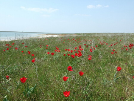 Весна в ростовских степях...