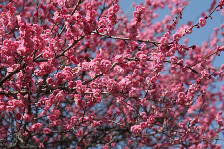 Умэ ( японская слива)