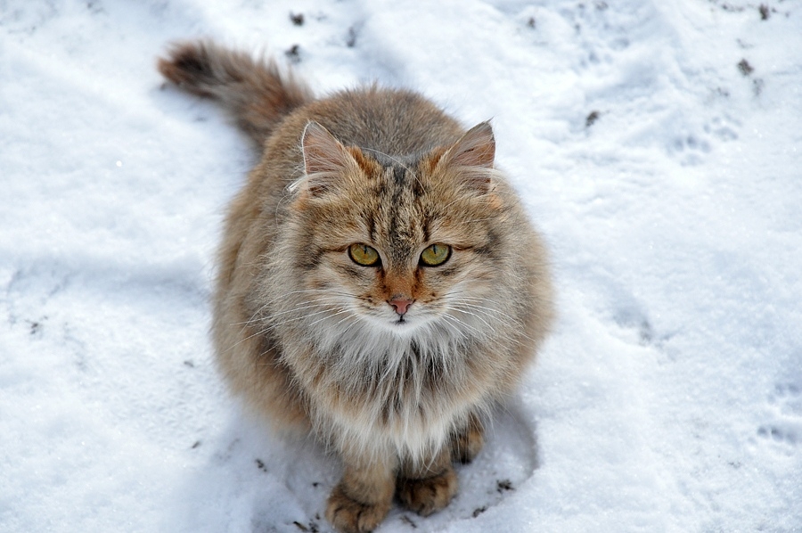 А кошки на снегу...