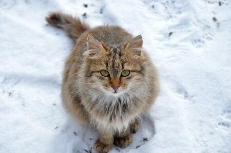 А кошки на снегу...