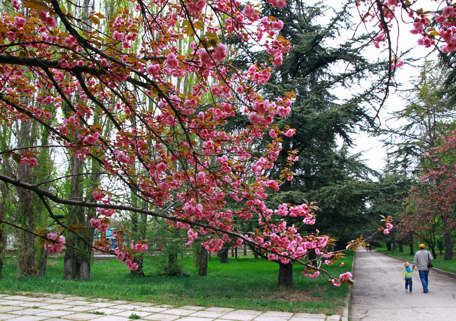 Сакура расцвела