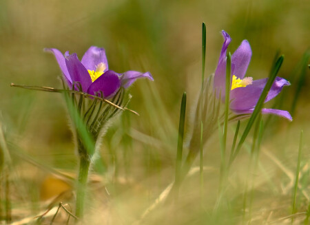 Весна в лесу