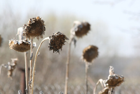 отзвуки прошлого года