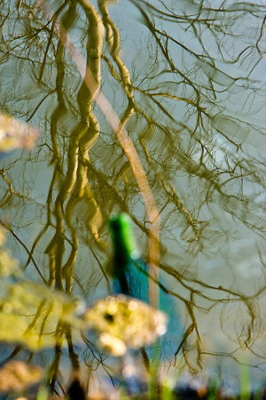 Засохшее дерево