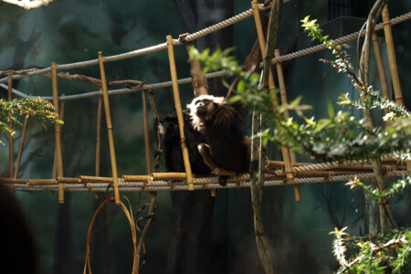 Эх, прокачусь!