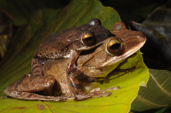 Polypedates leucomystax 