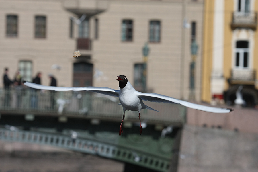 Вижу цель