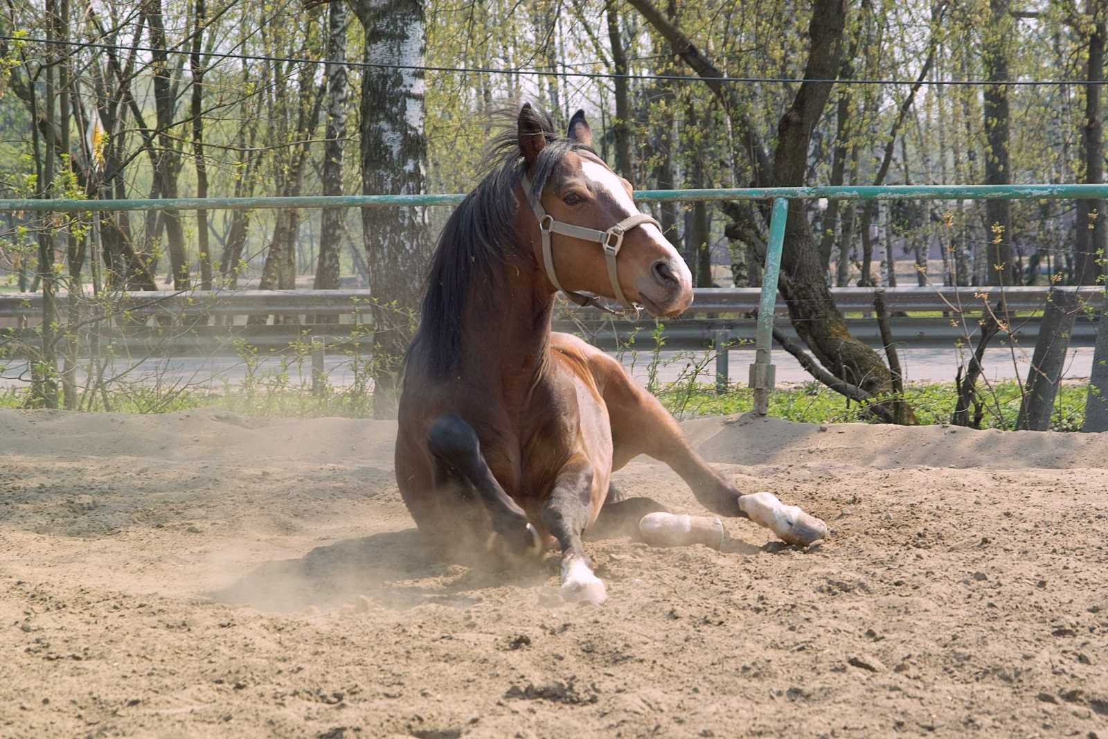 Фото коня