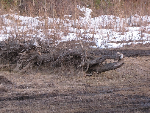 Крокодил.