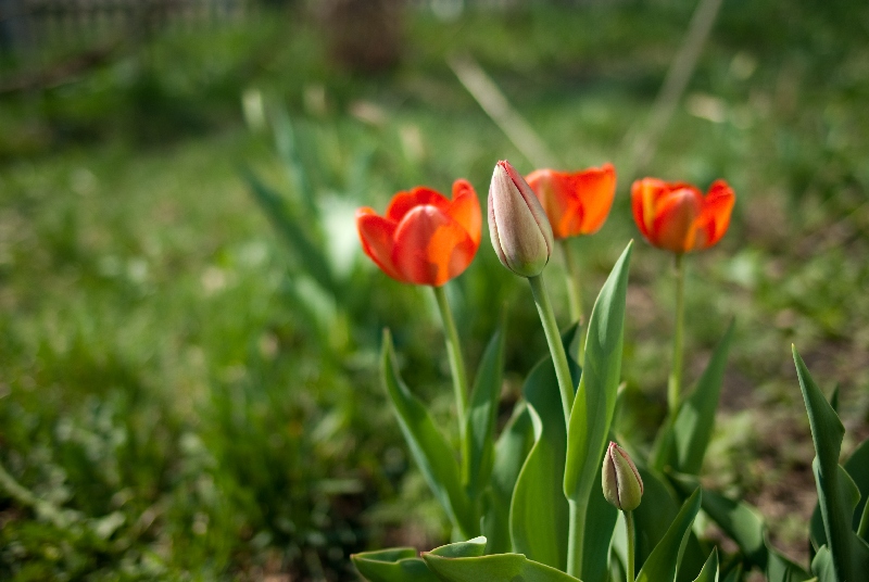 May tulips