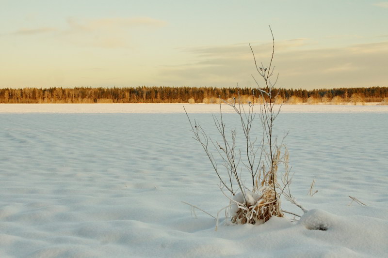 поле