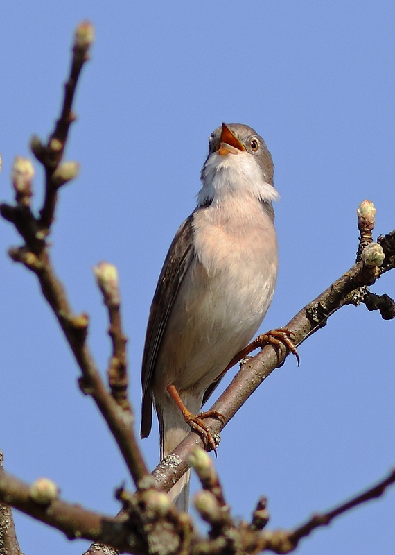 'O Sole Mio!