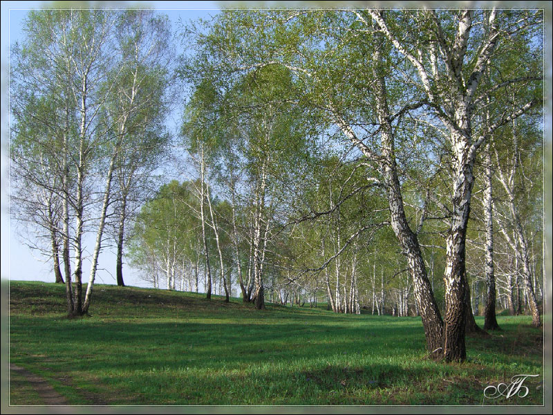 Весна. Березовые колки