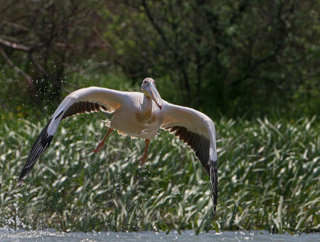 Перехватчик