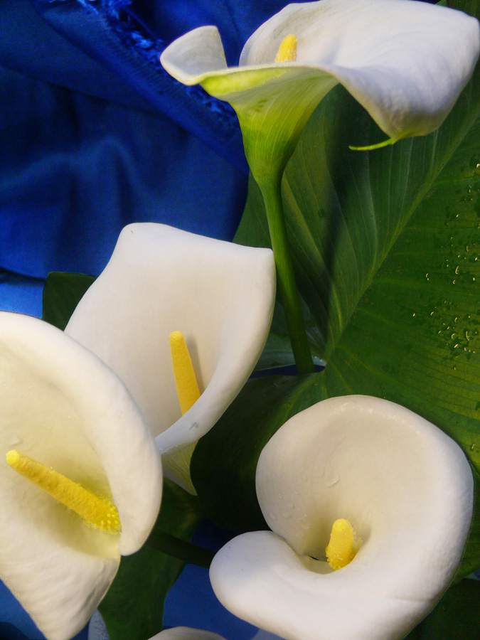 Zantedeschia