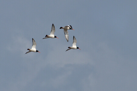 Кулики-сороки