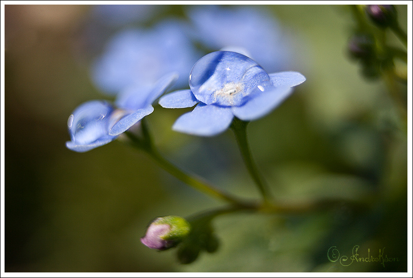 Brunnera