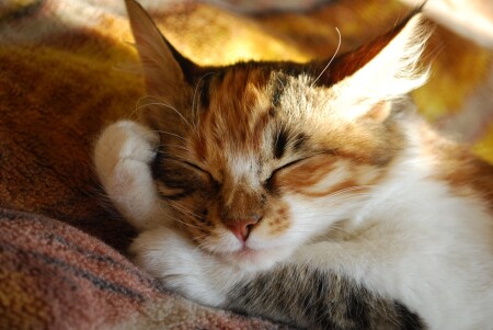 спят усталые игрушки , кошки тоже спят