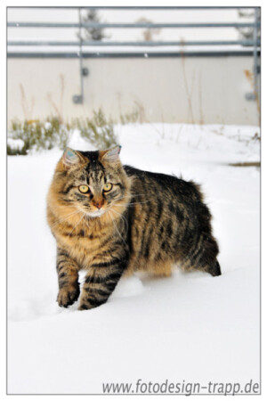 Первый снег